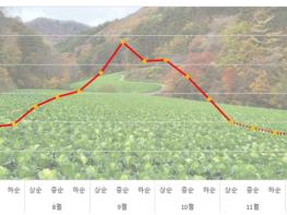 농림축산식품부, 올해 김장철 배추 수급 문제 없다 기사 이미지